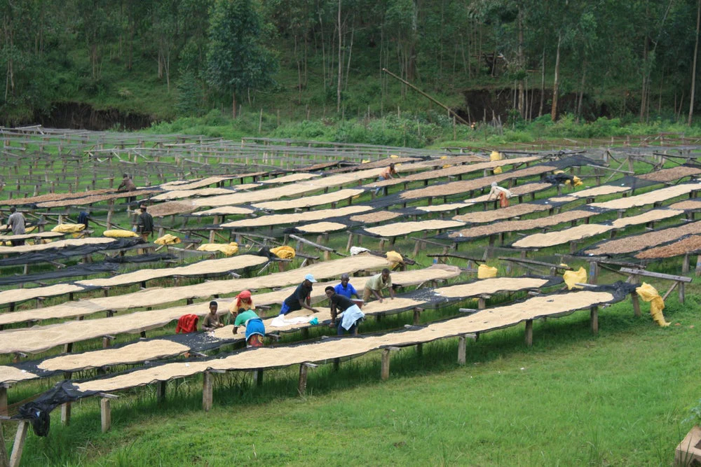 Burundi Kibingo - Image 4